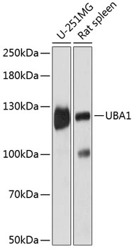 WB analysis of various sample lysates using GTX66102 UBE1 antibody. Dilution : 1:3000 Loading : 25microg per lane WB analysis of various sample lysates using GTX66102 UBE1 antibody. Dilution : 1:3000 Loading : 25microg per lane