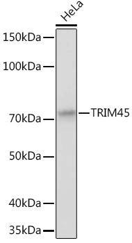 WB analysis of HeLa cell lysate using GTX66114 TRIM45 antibody. Dilution : 1:1000 Loading : 25microg per lane WB analysis of HeLa cell lysate using GTX66114 TRIM45 antibody. Dilution : 1:1000 Loading : 25microg per lane