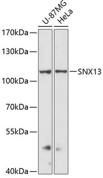 WB analysis of various sample lysates using GTX66121 SNX13 antibody. Dilution : 1:3000 Loading : 25microg per lane WB analysis of various sample lysates using GTX66121 SNX13 antibody. Dilution : 1:3000 Loading : 25microg per lane