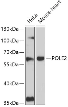 WB analysis of various sample lysates using GTX66125 DNA Polymerase epsilon p59 antibody. Dilution : 1:3000 Loading : 25microg per lane WB analysis of various sample lysates using GTX66125 DNA Polymerase epsilon p59 antibody. Dilution : 1:3000 Loading : 25microg per lane