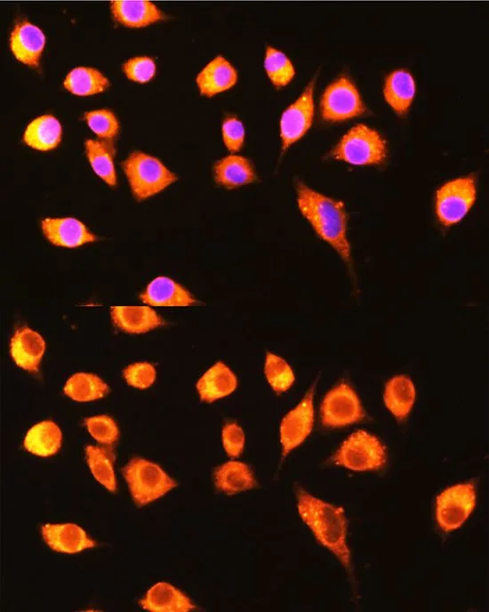 ICC/IF analysis of L929 cells using GTX66148 GBP2 antibody. Blue : DAPI Dilution : 1:100