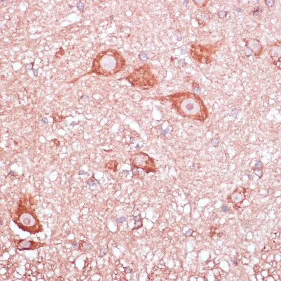 IHC-P analysis of mouse spinal cord tissue using GTX66149 RPL32 antibody. Dilution : 1:100