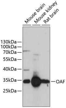 WB analysis of various sample lysates using GTX66183 OAF antibody. Dilution : 1:3000 Loading : 25microg per lane WB analysis of various sample lysates using GTX66183 OAF antibody. Dilution : 1:3000 Loading : 25microg per lane