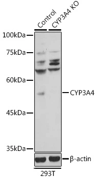 WB analysis of normal (control) and knockout (KO) 293T cell lysate using GTX66192 CYP3A4 antibody. Dilution : 1:1000 Loading : 25microg per lane WB analysis of normal (control) and knockout (KO) 293T cell lysate using GTX66192 CYP3A4 antibody. Dilution : 1:1000 Loading : 25microg per lane