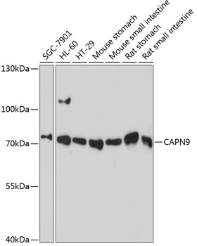 WB analysis of various sample lysates using GTX66207 Calpain 9 antibody. Dilution : 1:3000 Loading : 25microg per lane WB analysis of various sample lysates using GTX66207 Calpain 9 antibody. Dilution : 1:3000 Loading : 25microg per lane