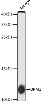 WB analysis of rat eye tissue lysate using GTX66211 URM1 antibody. Dilution : 1:3000 Loading : 25microg per lane WB analysis of rat eye tissue lysate using GTX66211 URM1 antibody. Dilution : 1:3000 Loading : 25microg per lane