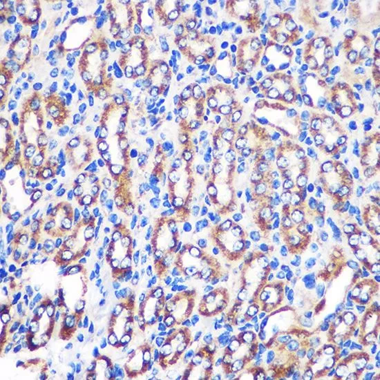 IHC-P analysis of mouse kidney tissue using GTX66244 NDUFA4L2 antibody. Dilution : 1:100