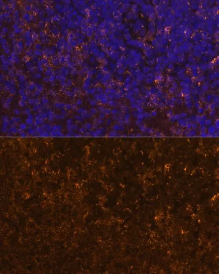 IHC-P analysis of mouse spleen tissue using GTX66291 KLRC4 antibody. Blue : DAPI Dilution : 1:100
