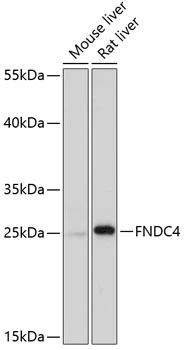 WB analysis of various sample lysates using GTX66311 FNDC4 antibody. Dilution : 1:1000 Loading : 25microg per lane WB analysis of various sample lysates using GTX66311 FNDC4 antibody. Dilution : 1:1000 Loading : 25microg per lane