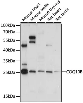 WB analysis of various sample lysates using GTX66343 COQ10B antibody. Dilution : 1:1000 Loading : 25microg per lane WB analysis of various sample lysates using GTX66343 COQ10B antibody. Dilution : 1:1000 Loading : 25microg per lane