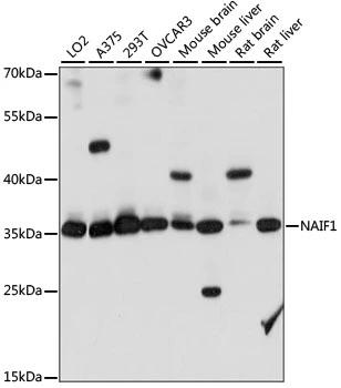 WB analysis of various sample lysates using GTX66346 NAIF1 antibody. Dilution : 1:1000 Loading : 25microg per lane WB analysis of various sample lysates using GTX66346 NAIF1 antibody. Dilution : 1:1000 Loading : 25microg per lane