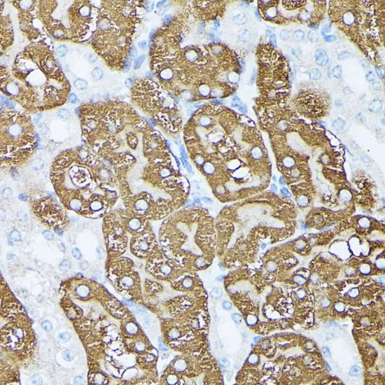 IHC-P analysis of mouse kidney tissue using GTX66355 PLS1 antibody. Dilution : 1:100