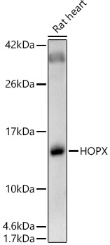 WB analysis of rat heart tissue lysate using GTX66394 HOPX antibody. Dilution : 1:600 Loading : 25microg per lane