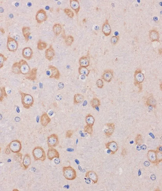 IHC-P analysis of mouse brain tissue using GTX66398 TRAPPC6B antibody. Dilution : 1:100