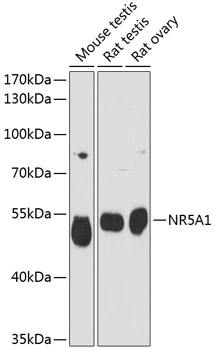 WB analysis of various sample lysates using GTX66406 Steroidogenic Factor 1 antibody. Dilution : 1:3000 Loading : 25microg per lane WB analysis of various sample lysates using GTX66406 Steroidogenic Factor 1 antibody. Dilution : 1:3000 Loading : 25microg per lane