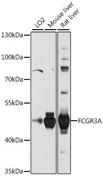 WB analysis of various sample lysates using GTX66416 CD16a antibody. Dilution : 1:1000 Loading : 25microg per lane WB analysis of various sample lysates using GTX66416 CD16a antibody. Dilution : 1:1000 Loading : 25microg per lane