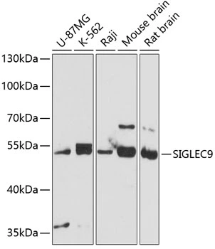 WB analysis of various sample lysates using GTX66449 SIGLEC9 antibody. Dilution : 1:3000 Loading : 25microg per lane