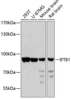 WB analysis of various sample lysates using GTX66452 IFT81 antibody. Dilution : 1:3000 Loading : 25microg per lane WB analysis of various sample lysates using GTX66452 IFT81 antibody. Dilution : 1:3000 Loading : 25microg per lane