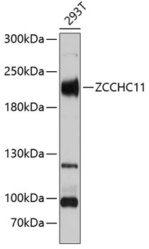 WB analysis of 293T cell lysate using GTX66474 ZCCHC11 antibody. Dilution : 1:3000 Loading : 25microg per lane WB analysis of 293T cell lysate using GTX66474 ZCCHC11 antibody. Dilution : 1:3000 Loading : 25microg per lane