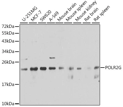 WB analysis of various sample lysates using GTX66486 POLR2G antibody. Dilution : 1:1000 Loading : 25microg per lane WB analysis of various sample lysates using GTX66486 POLR2G antibody. Dilution : 1:1000 Loading : 25microg per lane