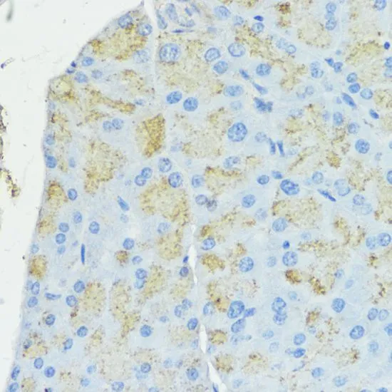 IHC-P analysis of mouse pancreas tissue using GTX66490 SOD3 antibody. Dilution : 1:100