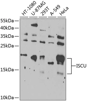 WB analysis of various sample lysates using GTX66491 ISCU antibody. The signal was developed with ECL plus-Enhanced. Dilution : 1:1000 Loading : 25microg per lane WB analysis of various sample lysates using GTX66491 ISCU antibody. The signal was developed with ECL plus-Enhanced. Dilution : 1:1000 Loading : 25microg per lane