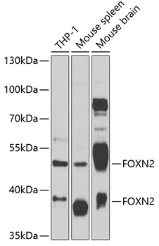 WB analysis of various sample lysates using GTX66492 FOXN2 antibody. Dilution : 1:1000 Loading : 25microg per lane WB analysis of various sample lysates using GTX66492 FOXN2 antibody. Dilution : 1:1000 Loading : 25microg per lane
