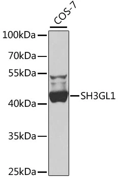 WB analysis of COS-7 cell lysate using GTX66494 SH3GL1 antibody. Dilution : 1:1000 Loading : 25microg per lane WB analysis of COS-7 cell lysate using GTX66494 SH3GL1 antibody. Dilution : 1:1000 Loading : 25microg per lane