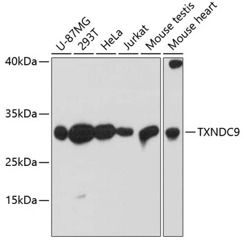 WB analysis of various sample lysates using GTX66578 TXNDC9 antibody. Dilution : 1:3000 Loading : 25microg per lane WB analysis of various sample lysates using GTX66578 TXNDC9 antibody. Dilution : 1:3000 Loading : 25microg per lane