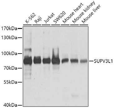 WB analysis of various sample lysates using GTX66593 SUPV3L1 antibody. Dilution : 1:1000 Loading : 25microg per lane WB analysis of various sample lysates using GTX66593 SUPV3L1 antibody. Dilution : 1:1000 Loading : 25microg per lane