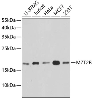 WB analysis of various sample lysates using GTX66597 MZT2B antibody. Dilution : 1:1000 Loading : 25microg per lane WB analysis of various sample lysates using GTX66597 MZT2B antibody. Dilution : 1:1000 Loading : 25microg per lane