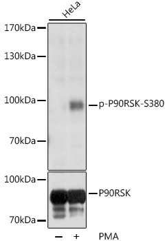 WB analysis of HeLa cells treated by PMA/TPA (200 nM) at 37oC for 15 minutes after serum-starvation overnight using GTX66605 p90 RSK1 (phospho Ser380) antibody. Dilution : 1:1000 Loading : 25microg per lane