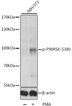 WB analysis of NIH/3T3 cells treated by PMA/TPA (200 nM) at 37oC for 30 minutes after serum-starvation overnight using GTX66605 p90 RSK1 (phospho Ser380) antibody. Dilution : 1:1000 Loading : 25microg per lane