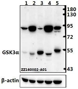 WB analysis of various samples using GTX66620 GSK3 alpha antibody. Lane1 : L02 whole cell lysate(40ug) Lane2 : Hela whole cell lysate(40ug) Lane3 : HEK293T whole cell lysate(40ug) Lane4 : PC12 whole cell lysate(40ug) Lane5 : CT-26 whole cell lysate(40ug) Dilution : 1:500