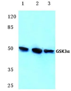 WB analysis of various samples using GTX66620 GSK3 alpha antibody. Lane1 : Hela cell lysate Lane2 : Raw264.7 cell lysate Lane3 : PC12 cell lysate Dilution : 1:500