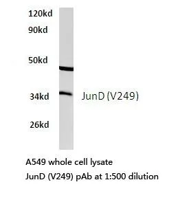 WB analysis of A549 cell lysate using GTX66621 JunD antibody.