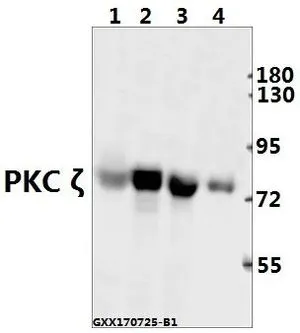 WB analysis of various samples using GTX66637 PKC zeta antibody. Lane1 : The Testis tissue lysate of Mouse(40ug) Lane2 : PC12 whole cell lysate(40ug) Lane3 : A549 whole cell lysate(40ug) Lane4 : U-87MG whole cell lysate(40ug) Dilution : 1:2000