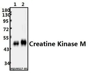 WB analysis of various samples using GTX66650 Creatine kinase (muscle) antibody. Lane1 : The Heart tissue lysate of Rat(10ug) Lane2 : The Heart tissue lysate of Mouse(10ug) Dilution : 1:500