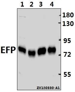 WB analysis of various samples using GTX66657 TRIM25 antibody. Lane1 : H1792 whole cell lysate(10ug) Lane2 : HepG2 whole cell lysate(10ug) Lane3 : MCF-7 whole cell lysate(10ug) Lane4 : L02 whole cell lysate(10ug) Dilution : 1:1000
