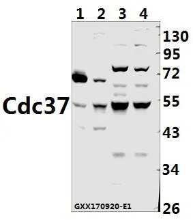 WB analysis of various samples using GTX66664 CDC37 antibody. Lane1 : The Brain tissue lysate of Rat(40ug) Lane2 : The Brain tissue lysate of Mouse(40ug) Lane3 : PC3 whole cell lysate(40ug) Lane4 : MCF-7 whole cell lysate(40ug) Dilution : 1:500
