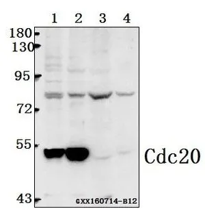 WB analysis of various samples using GTX66665 CDC20 antibody. Lane1 : HEK293T whole cell lysate(40ug) Lane2 : PC3 whole cell lysate(40ug) Lane3 : The Brain tissue lysate of Mouse(40ug) Lane4 : The Prostate tissue lysate of Rat(40ug) Dilution : 1:500 WB analysis of various samples using GTX66665 CDC20 antibody. Lane1 : HEK293T whole cell lysate(40ug) Lane2 : PC3 whole cell lysate(40ug) Lane3 : The Brain tissue lysate of Mouse(40ug) Lane4 : The Prostate tissue lysate of Rat(40ug) Dilution : 1:500