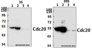 WB analysis of various samples using GTX66665 CDC20 antibody. Lane1 : SGC7901 whole cell lysate(40ug) Lane2 : Hela whole cell lysate(40ug) Lane3 : The Heart tissue lysate of Mouse(40ug) Lane4 : The Heart tissue lysate of Rat(40ug) Dilution : 1:500