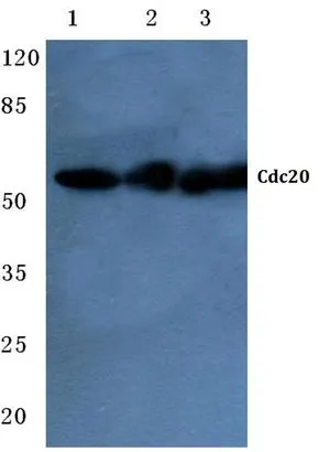 WB analysis of various samples using GTX66665 CDC20 antibody. Lane1 : Hela cell lysate Lane2 : Raw264.7 cell lysate Lane3 : Rat liver tissue lysate Dilution : 1:500