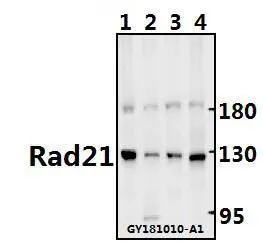 WB analysis of various samples using GTX66677 Rad21 antibody. Lane1 : C6 whole cell lysate(40ug) Lane2 : 3T3-L1 whole cell lysate(40ug) Lane3 : Hela whole cell lysate(40ug) Lane4 : HEK293T whole cell lysate(40ug) Dilution : 1:500 WB analysis of various samples using GTX66677 Rad21 antibody. Lane1 : C6 whole cell lysate(40ug) Lane2 : 3T3-L1 whole cell lysate(40ug) Lane3 : Hela whole cell lysate(40ug) Lane4 : HEK293T whole cell lysate(40ug) Dilution : 1:500