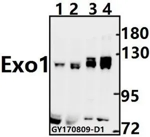 WB analysis of various samples using GTX66681 Exonuclease 1 antibody. Lane1 : The Testis tissue lysate of Rat(40ug) Lane2 : The Testis tissue lysate of Mouse(40ug) Lane3 : K562 whole cell lysate(10ug) Lane4 : HEK293T whole cell lysate(10ug) Dilution : 1:500 WB analysis of various samples using GTX66681 Exonuclease 1 antibody. Lane1 : The Testis tissue lysate of Rat(40ug) Lane2 : The Testis tissue lysate of Mouse(40ug) Lane3 : K562 whole cell lysate(10ug) Lane4 : HEK293T whole cell lysate(10ug) Dilution : 1:500