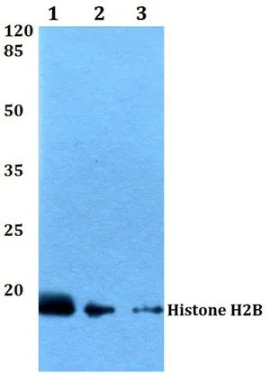 WB analysis of various samples using GTX66686 Histone H2B antibody. Lane1 : Hela whole cell lysate Lane2 : Raw264.7 whole cell lysate Lane3 : PC12 whole cell lysate Dilution : 1:500