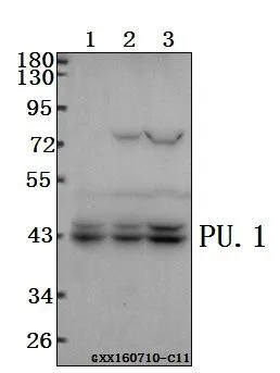 WB analysis of various samples using GTX66691 PU.1 antibody. Lane1 : HepG2 whole cell lysate(40ug) Lane2 : SGC7901 whole cell lysate(40ug) Lane3 : L02 whole cell lysate(40ug) Dilution : 1:500