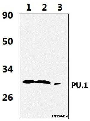 WB analysis of various samples using GTX66691 PU.1 antibody. Lane1 : JURKAT whole cell lysate(37ug) Lane2 : THP-1 whole cell lysate(37ug) Lane3 : The blood cell tissue lysate of Rat(36ug) Dilution : 1:1000