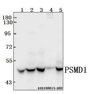 WB analysis of various samples using GTX66726 PSMD11 antibody. Lane1 : HCC827 whole cell lysate(40ug) Lane2 : HCT116 whole cell lysate(40ug) Lane3 : 786-O whole cell lysate(40ug) Lane4 : The Muscle tissue lysate of Mouse(40ug) Lane5 : PC12 whole cell lysate(40ug) Dilution : 1:500