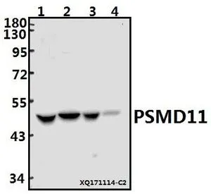WB analysis of various samples using GTX66726 PSMD11 antibody. Lane1 : A549 whole cell lysate(40ug) Lane2 : K562 whole cell lysate(40ug) Lane3 : The Heart tissue lysate of Rat(40ug) Lane4 : The Heart tissue lysate of Mouse(40ug) Dilution : 1:500